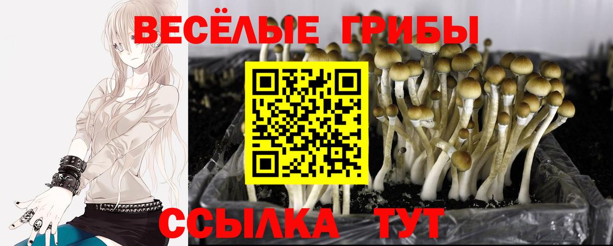Павловский Посад  Псилоцибиновые грибы Magic Shrooms  Вход с VPN 